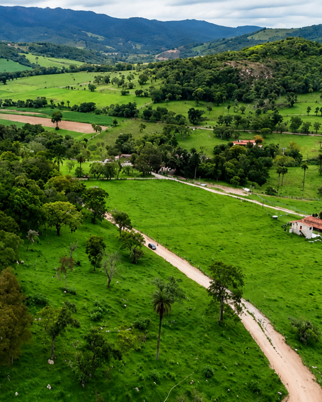 Mata nativa Boa Vista