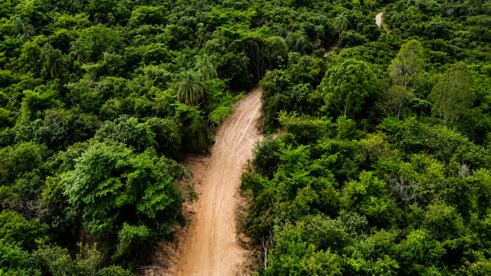 Estrada entre mata densa